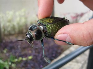 Beautiful iridescent beetle