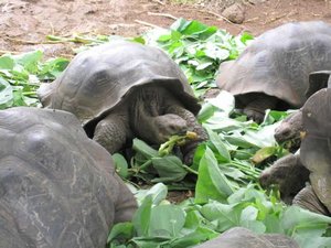 The Galápagos Giant Tortoise