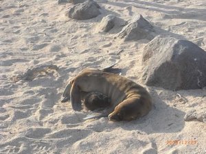 Sea Lion Pups