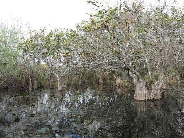 Everglades