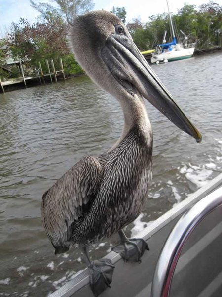 Baby Pelican