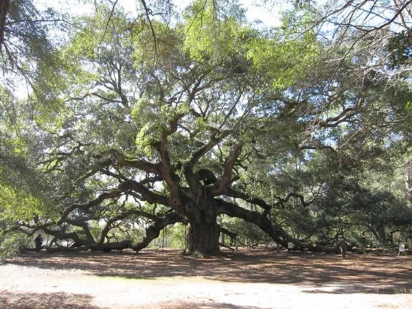 Oldest Live Oak