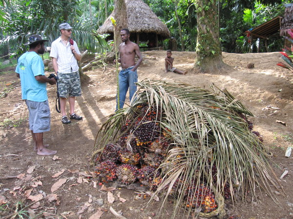 Palm Tree Nuts