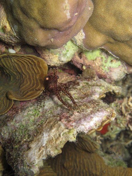 Marble Shrimp - Night Dive