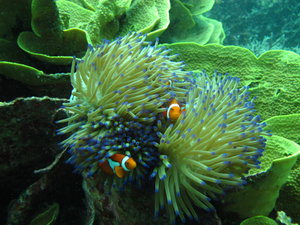 Nemo on Green Coral