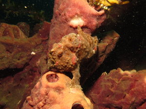 Frogfish with Lure