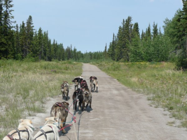 Dog musher team, Caribou Crossing, Yukon Territory