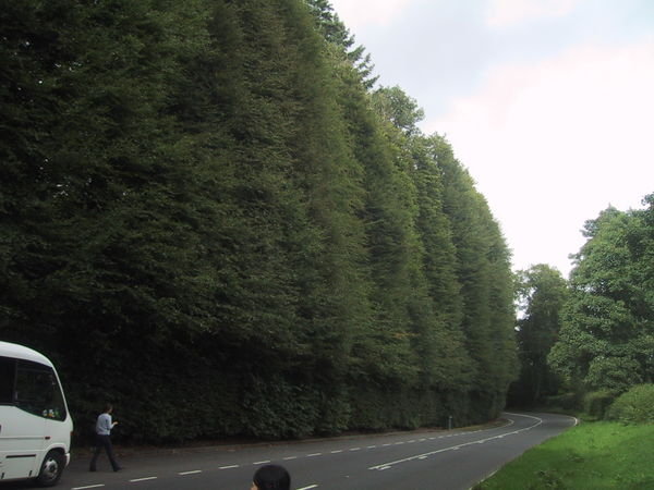 The Largest Hedge in the world!!!