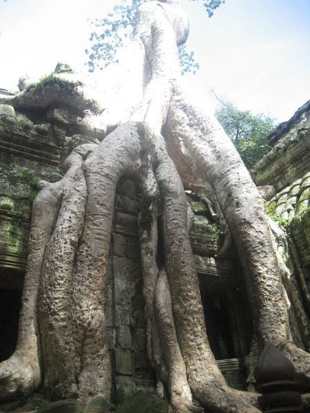 Watefall of roots at Ta Prohm 