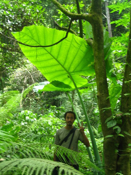 Gio with a giant leaf