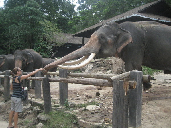 I'm feeding Mr. Elephant!