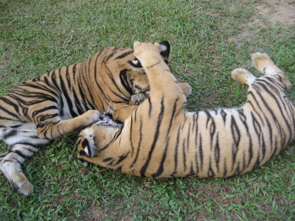Baby tigers playing