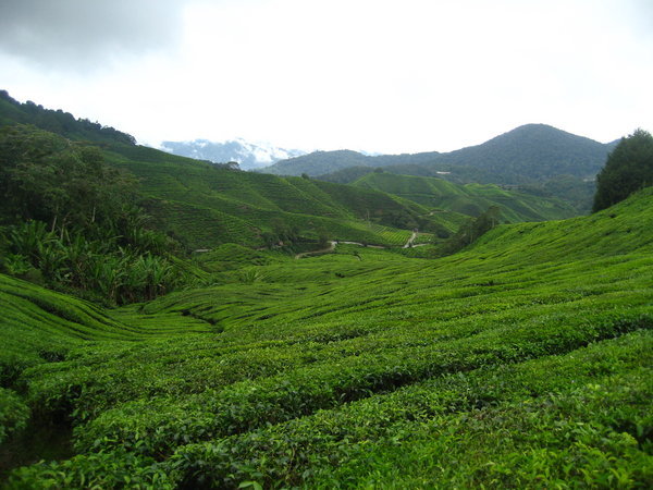 Views of the tea fields in Cameron Highlands