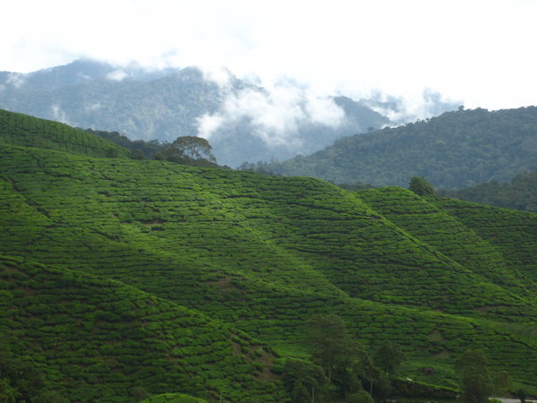 Tea fields with the mountains