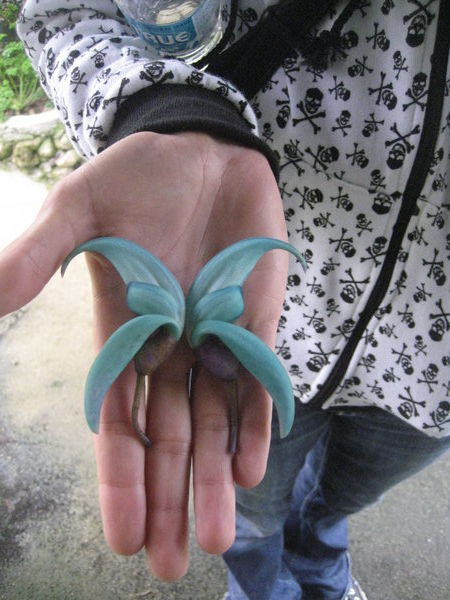 The jade vine flowers make a butterfly
