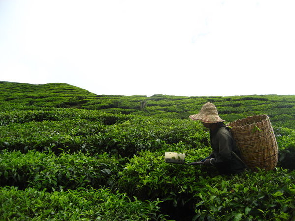 Malay woman chopping tea leaves in the fields