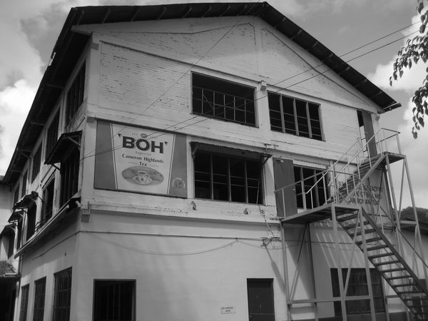The whole Boh Factory