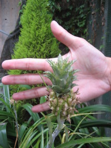 My hand and a mini pineapple