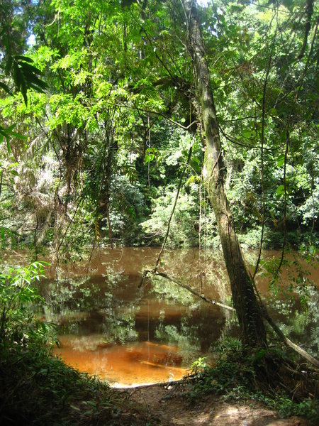 Water hole in the Taman Negara jungle