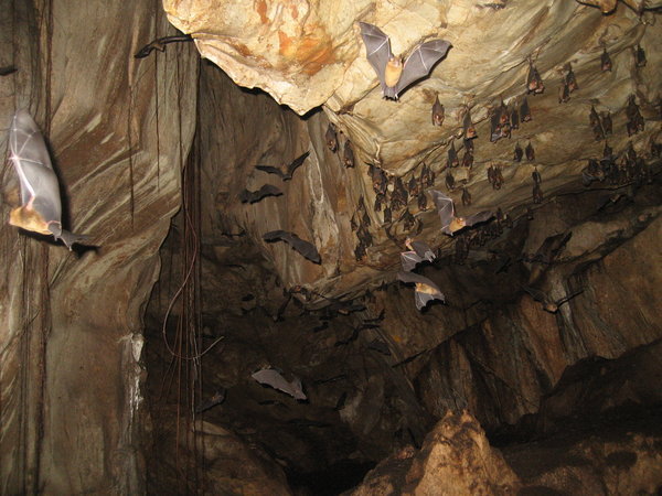 Bats flying around the cave