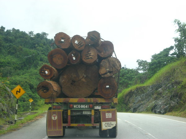 Logging is destroying the rainforest