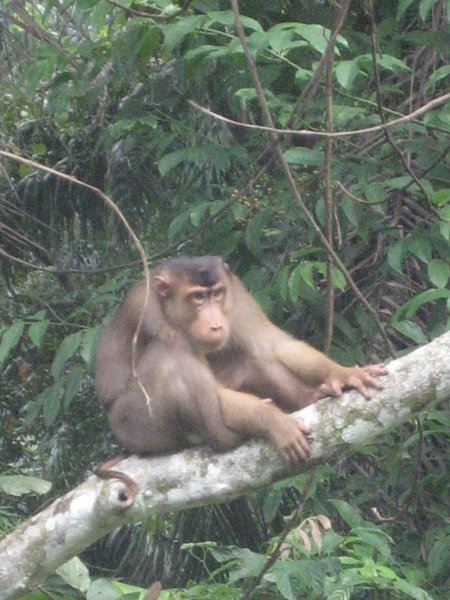 Macaques in front of Orang Utan Reha
