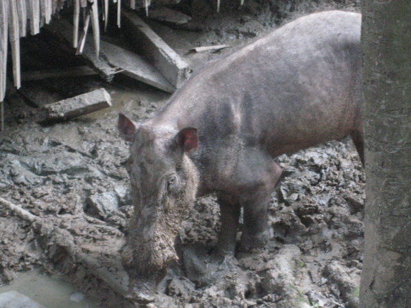 Wild pig in the campsight