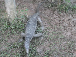 Monitor Lizard in our camp