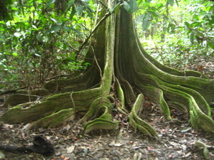 Cool jungle tree