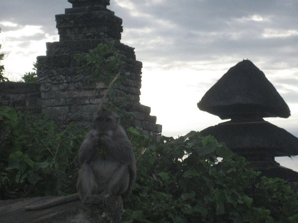 Fat monkey at the Uluwatu Temple