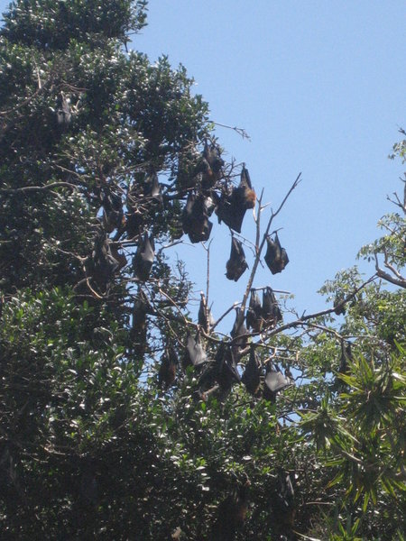 Flying foxes in Botanic Gardens