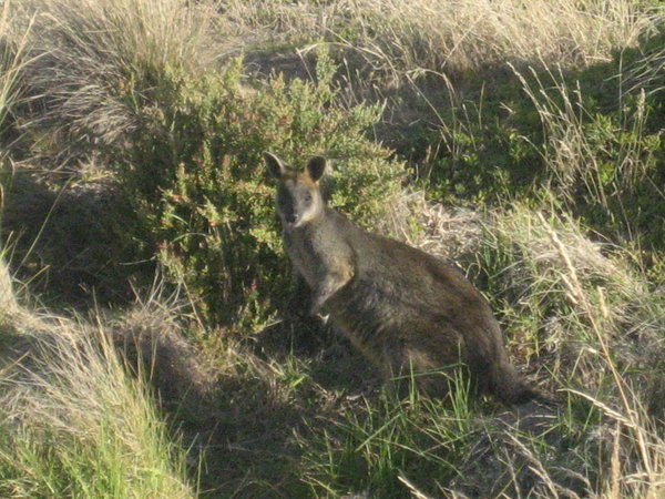 A wallaby we saw on the road