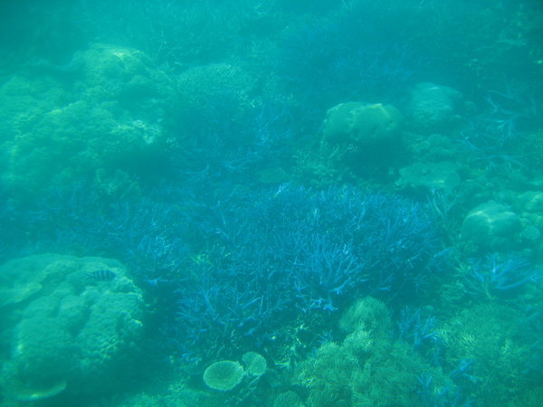 The beautiful blue reef