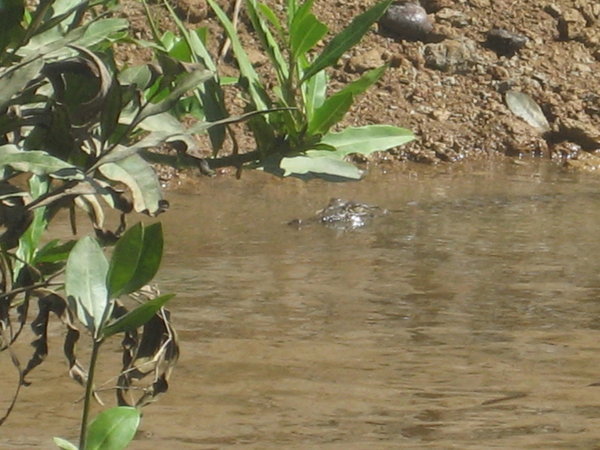 Baby croc on the river