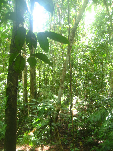 The Cape Tribulation Rainforest