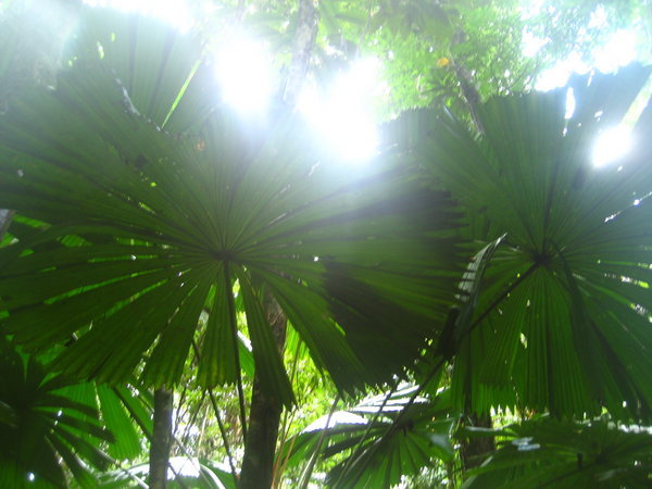 Sun glistening through the palm trees