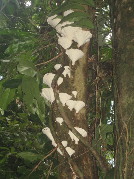 Fungi growing on the rainforest tree