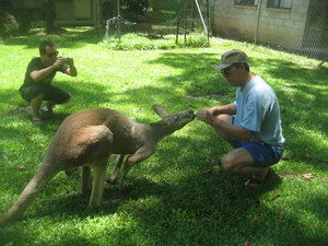 My dad feeding the kangaroos