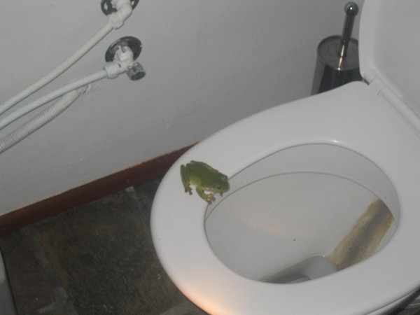 The friendly toilet frog