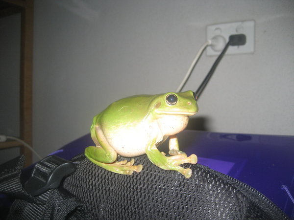Frog on Jeff's backpack