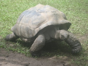 Big tortoise!