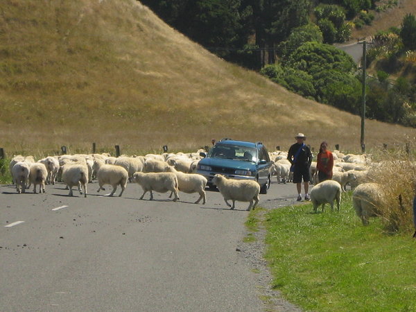 New Zealand traffic jam