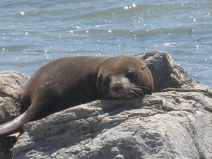 Seal colony in Kaikoura