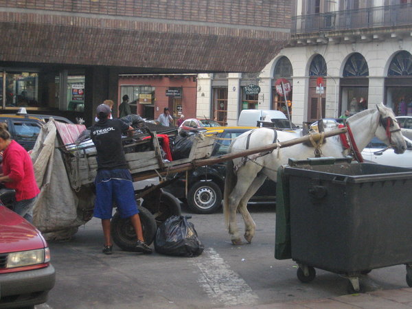 The trash horse!