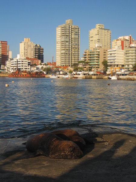 A sea lion with Punta del Este