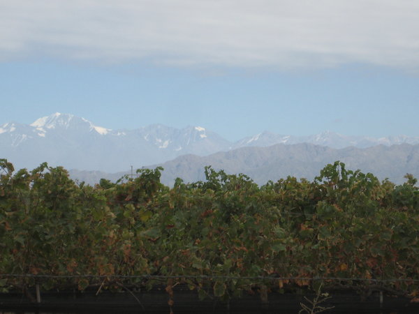 Mountains and the vineyards