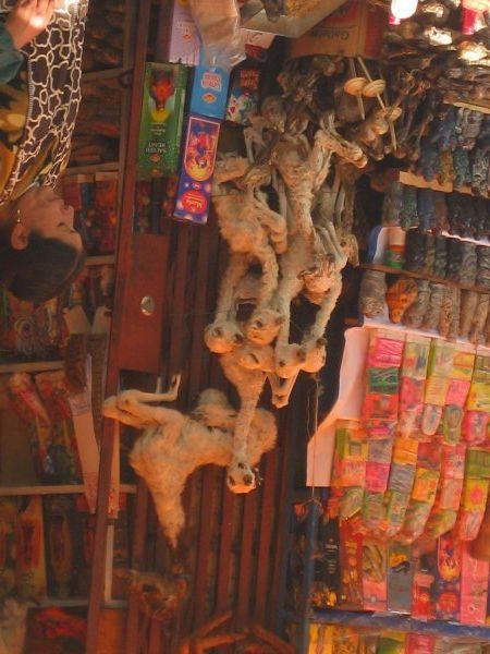 Llama fetuses at the witches market