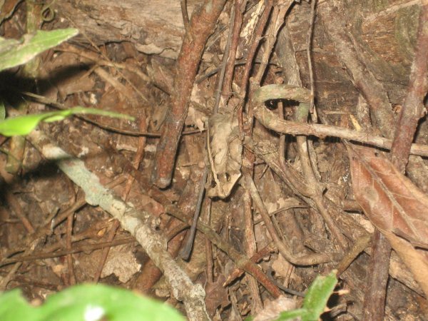 Find the frog...