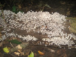 Mushrooms growing on a log