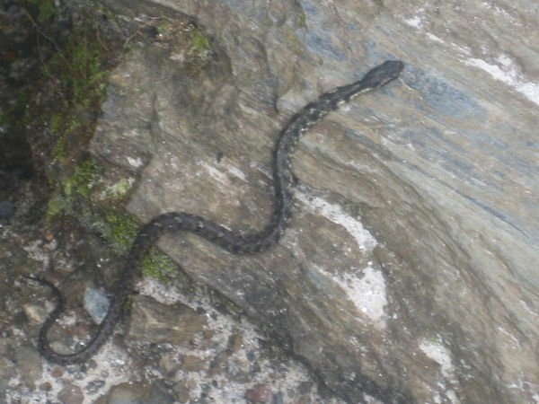 snakes on the trail..no biggie